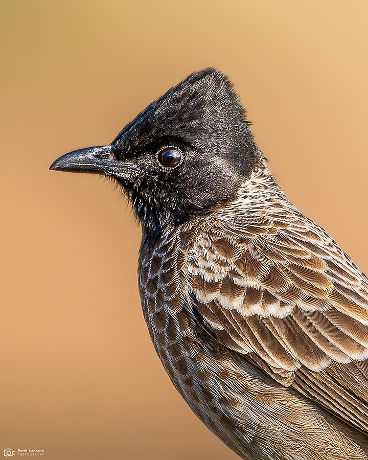 Red-vented Bulbul